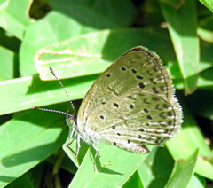 Zizeeria knysna