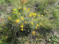 Helichrysum cymosum