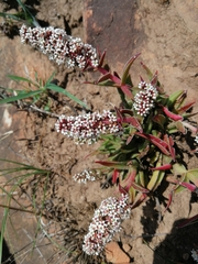 Crassula capitella thyrsiflora