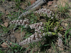 Crassula capitella thyrsiflora
