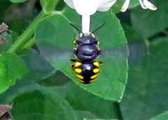 Micranthidium