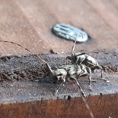 Leiopus femoratus