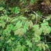 Prunus obtusata - Photo (c) aster_lin,  זכויות יוצרים חלקיות (CC BY-NC), הועלה על ידי aster_lin
