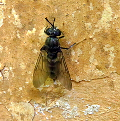 Hermetia illucens