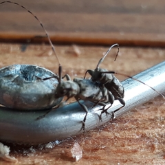 Leiopus femoratus