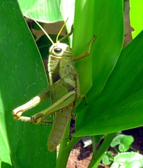 Acanthacris ruficornis