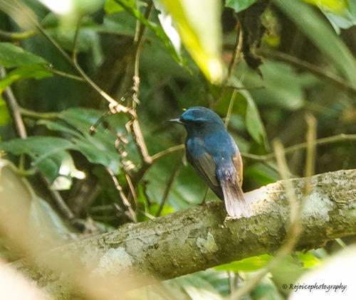 Ficedula superciliaris