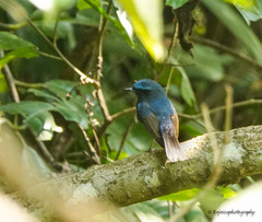 Ficedula superciliaris