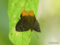 Mooreana trichoneura