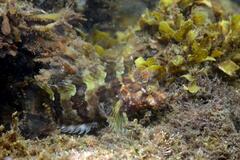 Mock Blenny photo 1