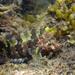Mock Blenny - Photo (c) Thomas Menut, some rights reserved (CC BY-NC), uploaded by Thomas Menut