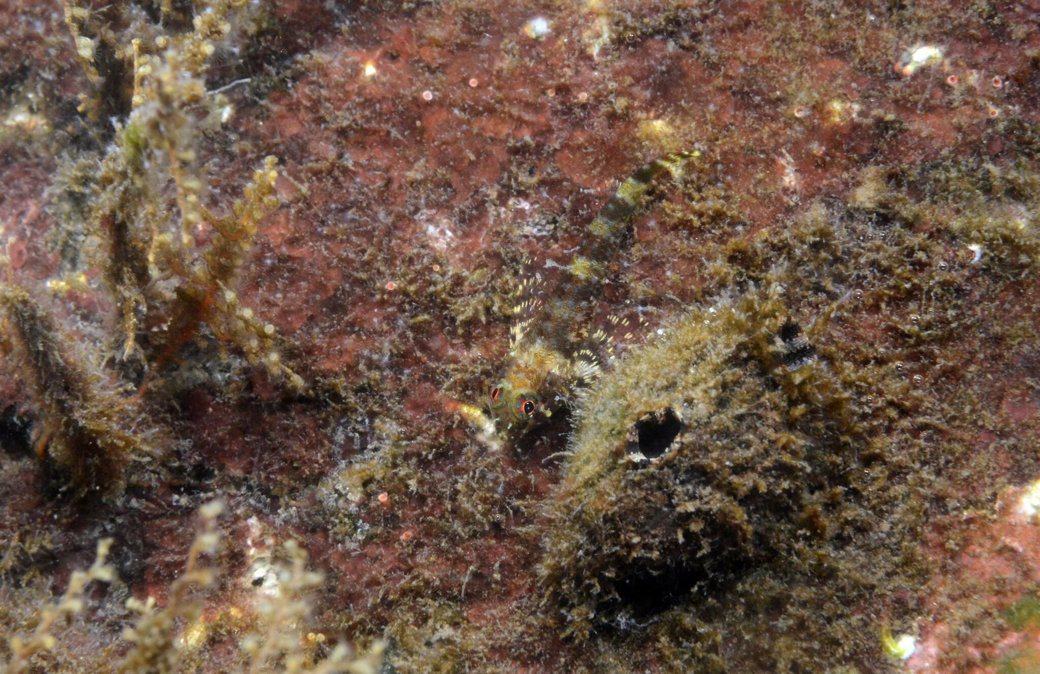 Windward Triplefin photo 7