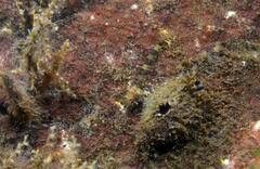 Windward Triplefin photo 3