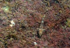 Windward Triplefin photo 5