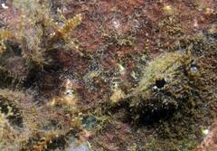 Windward Triplefin photo 4