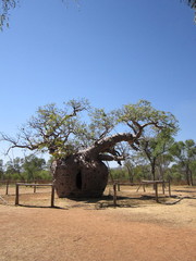 Adansonia gregorii