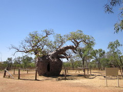 Adansonia gregorii