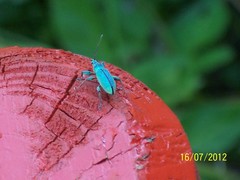 Phyllobius arborator