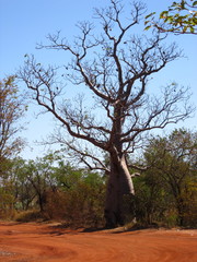 Adansonia gregorii