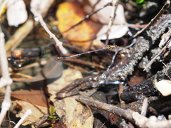 Nososticta impercepta