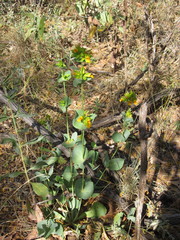 Goodenia panduriformis