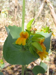 Goodenia panduriformis