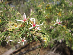 Calytrix exstipulata