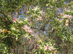 Calytrix exstipulata