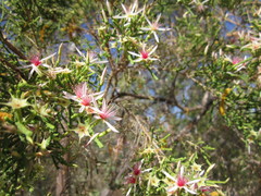 Calytrix exstipulata
