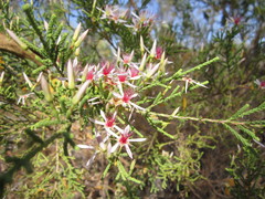 Calytrix exstipulata