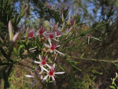 Calytrix exstipulata