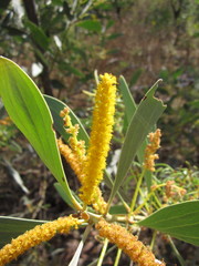 Acacia difficilis