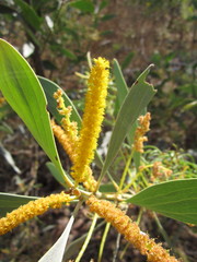 Acacia difficilis