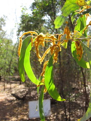 Acacia difficilis