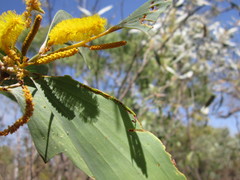Acacia difficilis