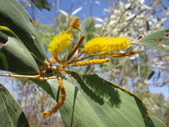 Acacia difficilis