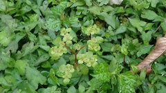Chrysosplenium formosanum