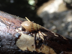 Thiaridae