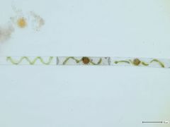 Micromyces zygogonii