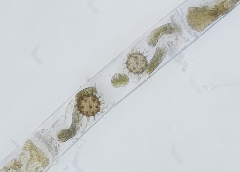 Synchytriomycetes