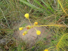 Senecio chrysocoma