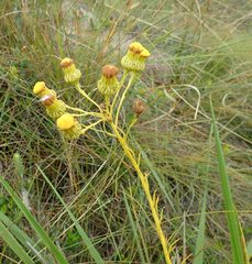 Senecio chrysocoma