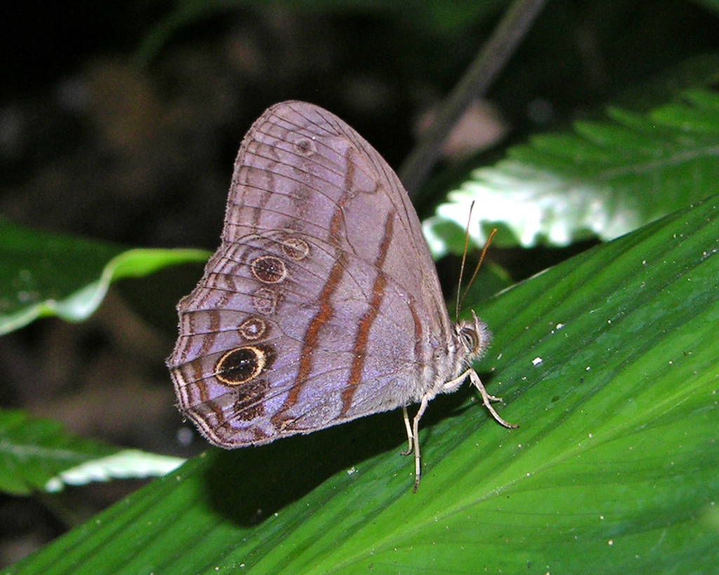 Blue-gray Satyr