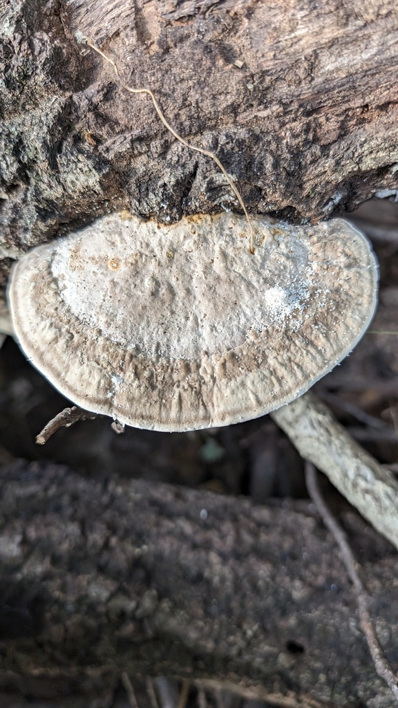 Trametes orientalis · November 2023 · photo: © atsushi_nakajima_cirque (iNaturalist, cc-by)