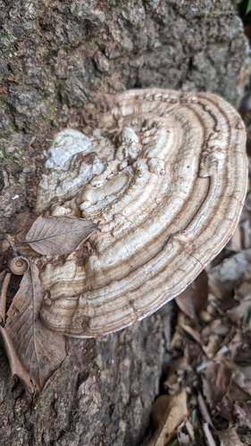 Ganoderma applanatum