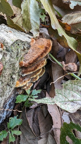 Fuscoporia gilva