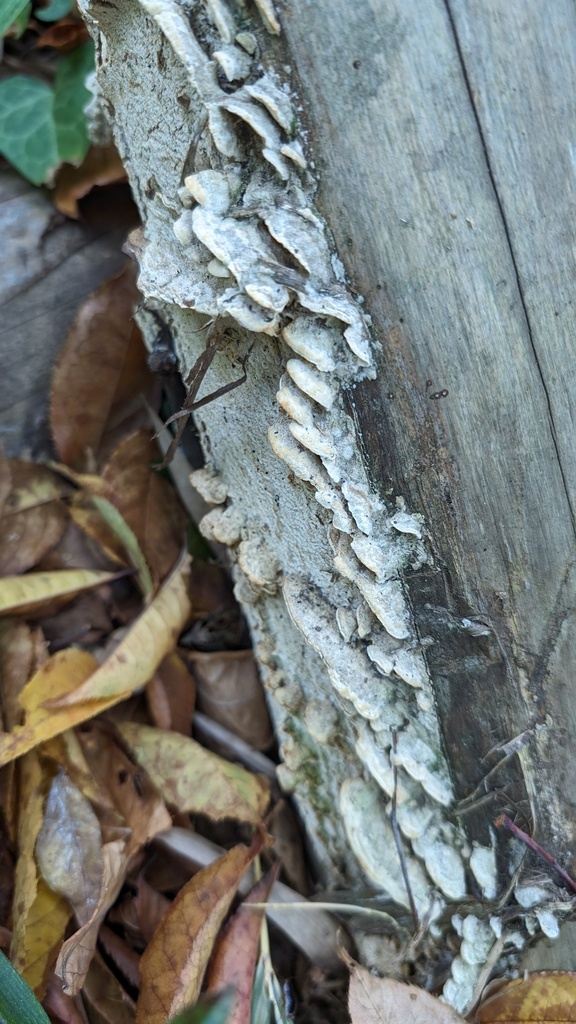 Cyanotrama gypsea · November 2023 · photo: © atsushi_nakajima_cirque (iNaturalist, cc-by)
