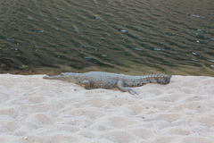 Crocodylus johnstoni