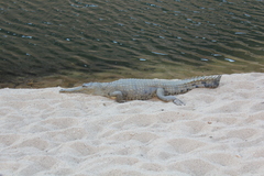 Crocodylus johnstoni