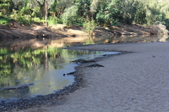 Crocodylus johnstoni
